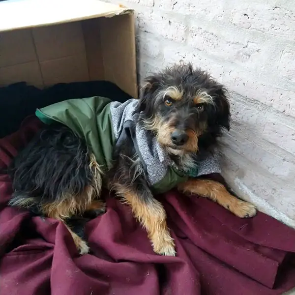 El CAAN debe $320.000 a veterinarias y pide ayuda