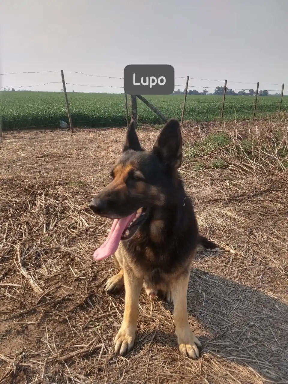 Lupo fue clave en la investigación.
