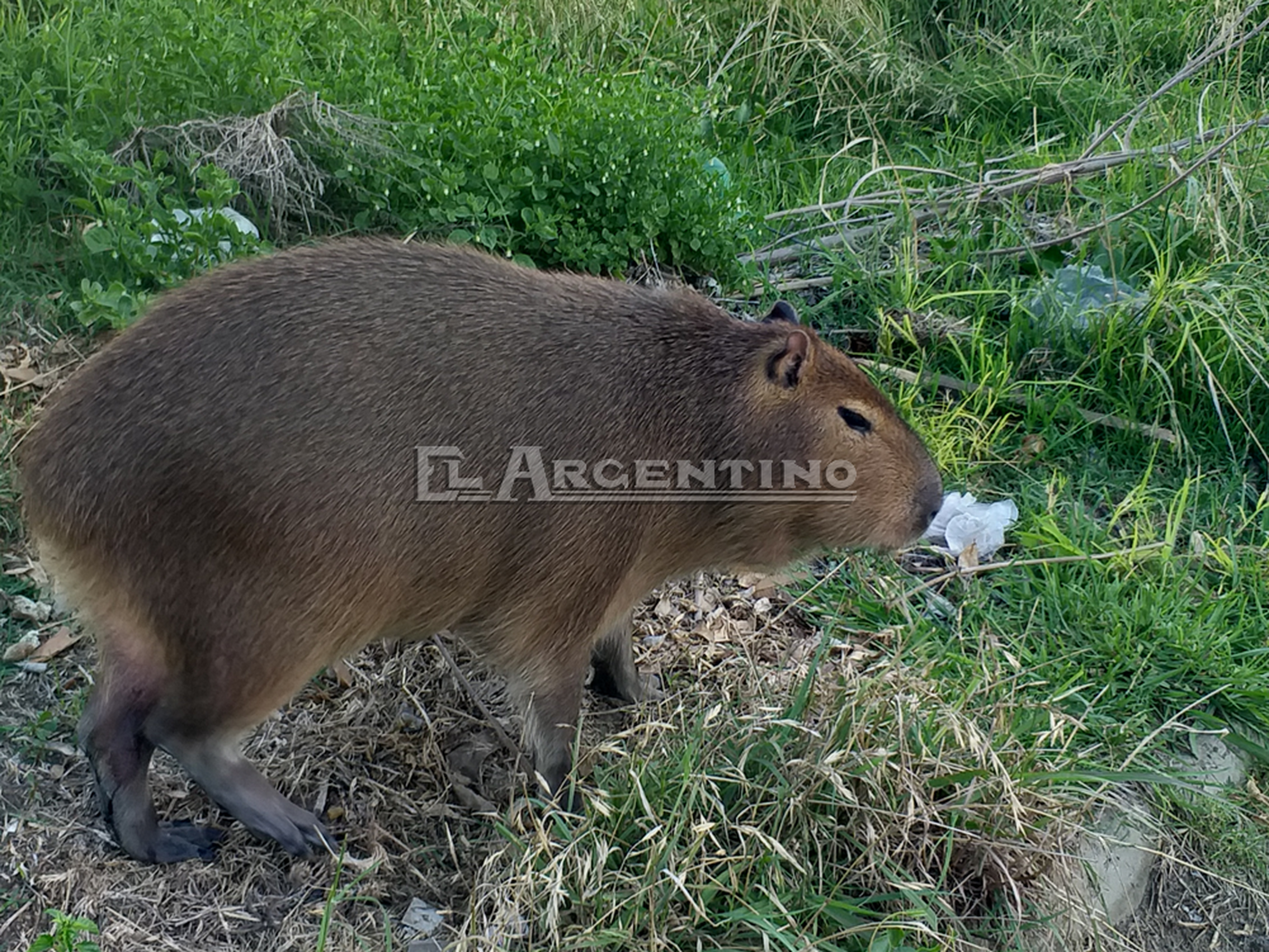 carpincho suelto 2