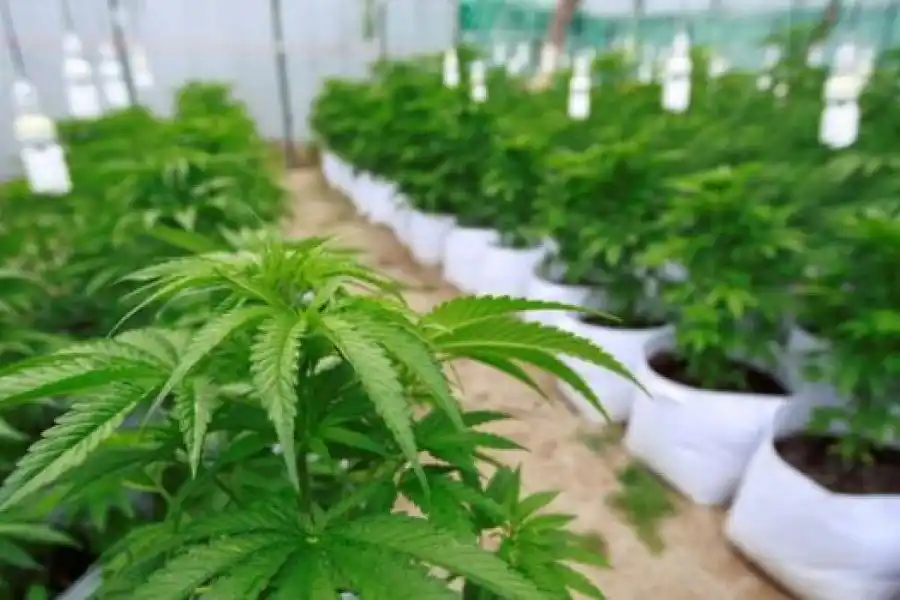 Cannabis medicinal: el Gobierno reglamentó la producción y se entregarán 7 tipo de licencias