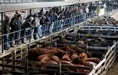 Comenzó a operar el nuevo Mercado de Hacienda en Cañuelas