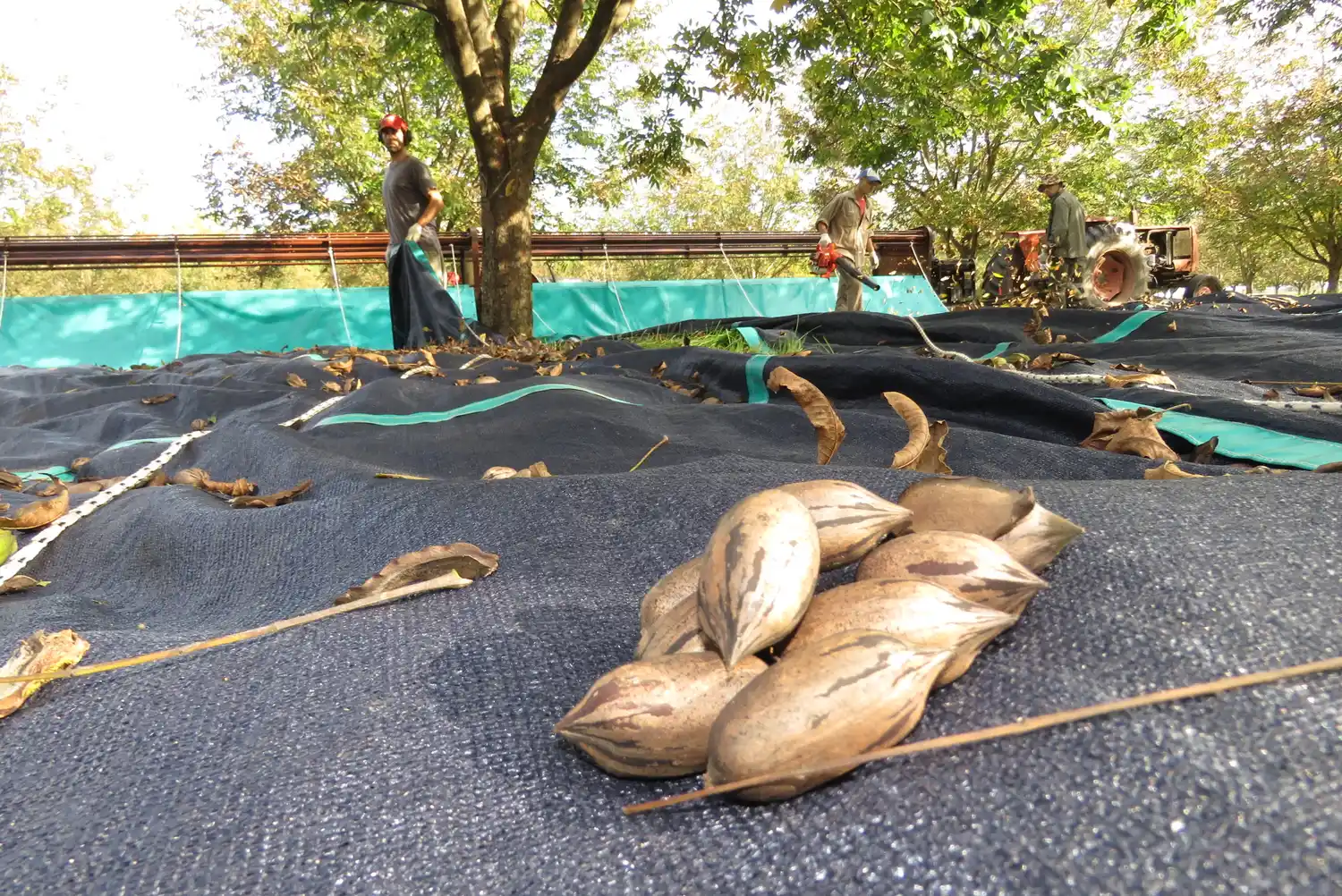 Nueces Pecán en Cayastá: un premio a la paciencia