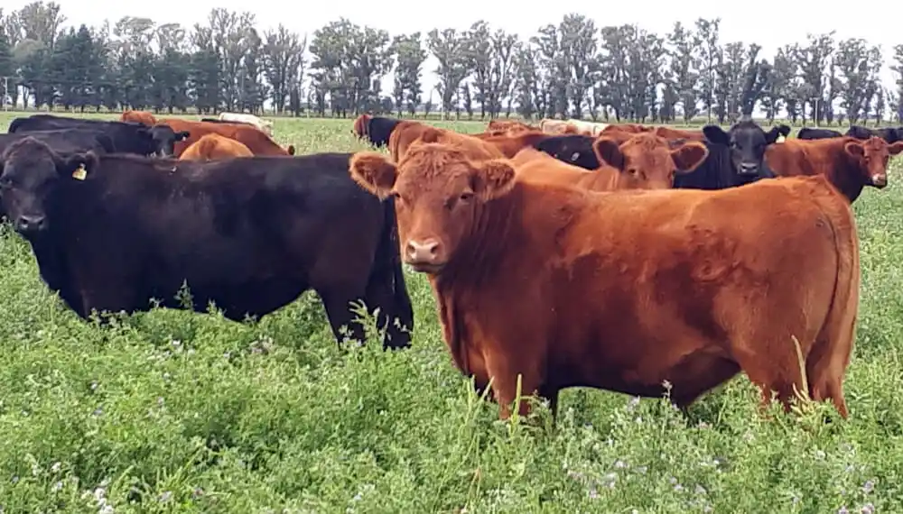 Jornada de manejo ganadero