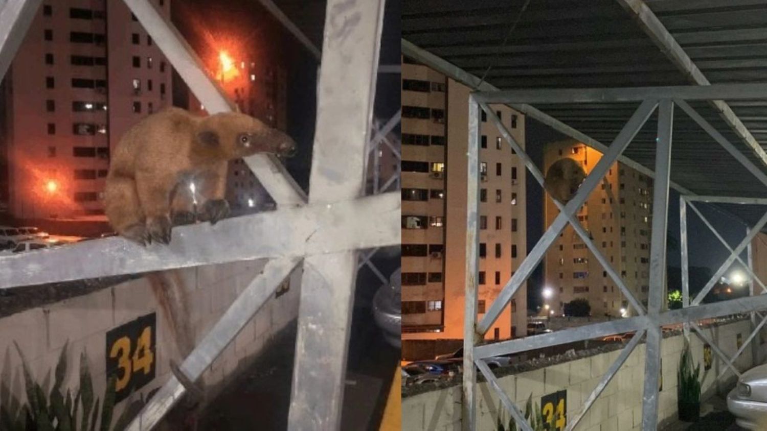 ¡No es solo tierra de naranjas dulces! Rescatan a otro OSO HORMIGUERO en zona residencial de Carabobo