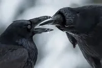 Mirá las mejores fotografías del mundo silvestre, ganadoras de premios