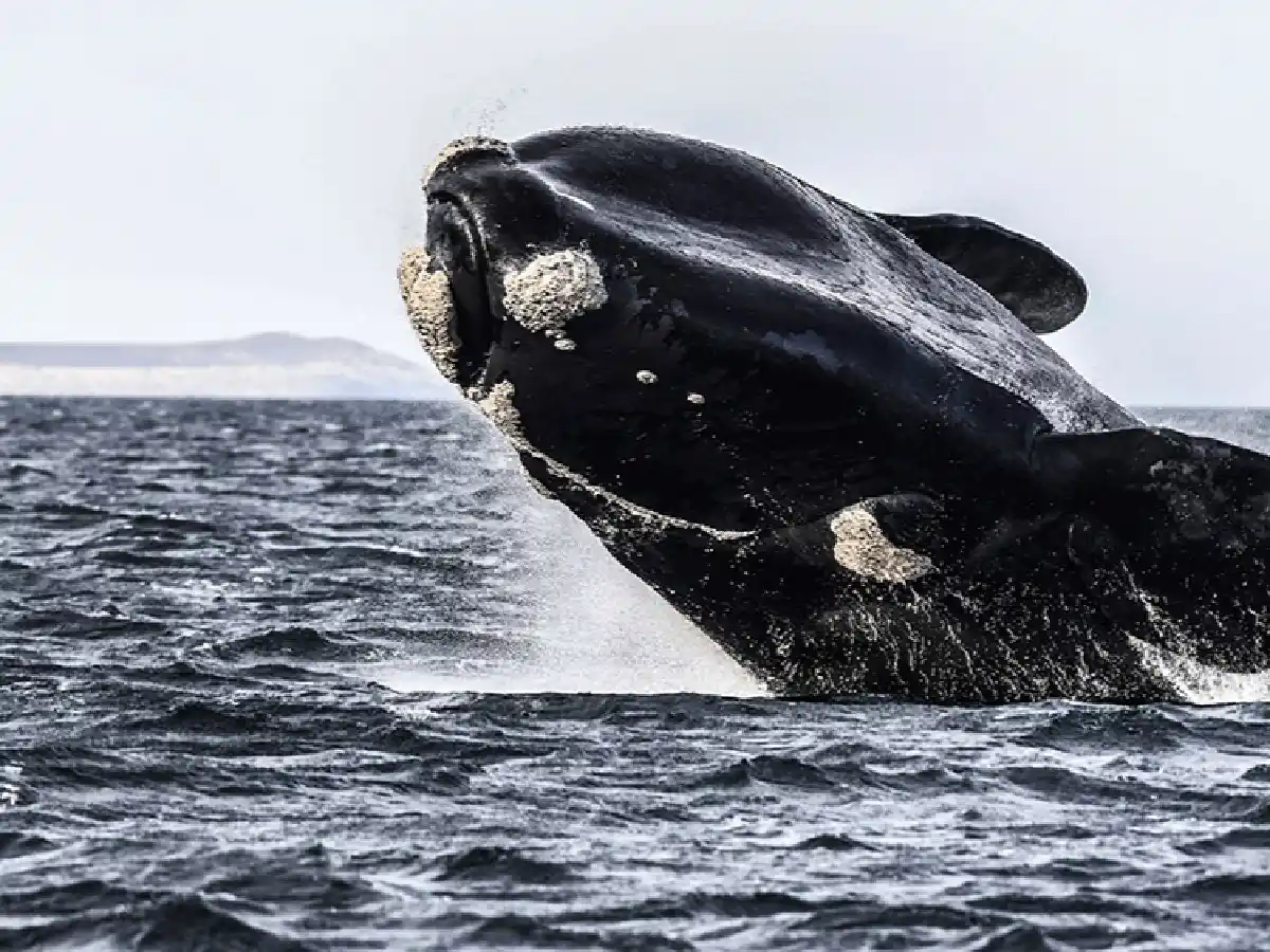 Buscan que el Agujero Azul sea un santuario para proteger la biodiversidad marina