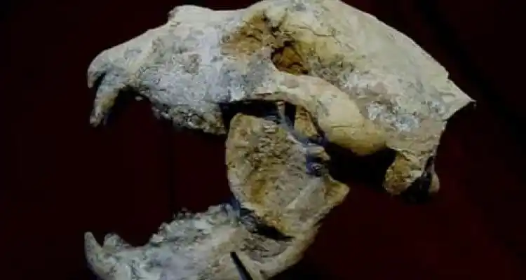 La Cámara de Diputados de la Nación declaró de interés el hallazgo del oso prehistórico gigante por el Grupo Conservacionista