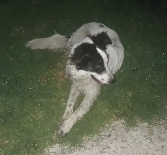 Buscan al dueño de perro encontrado en calle Almafuerte