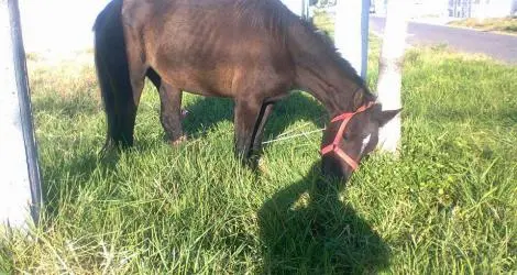 Caballo lastimado