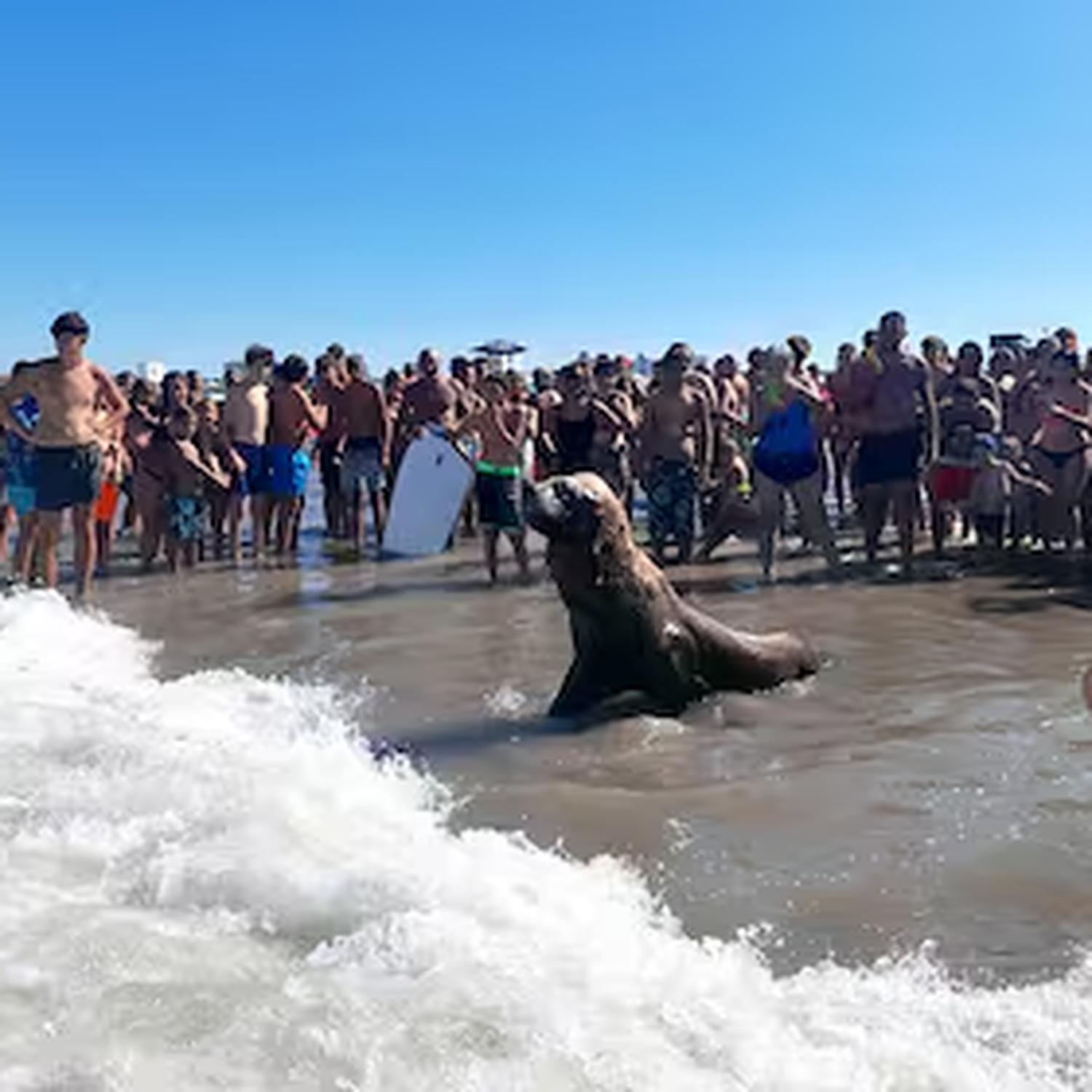 animales marinos