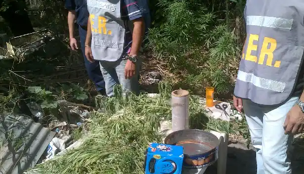 Secuestraron 15 plantas de marihuana en Pueblo Nuevo 