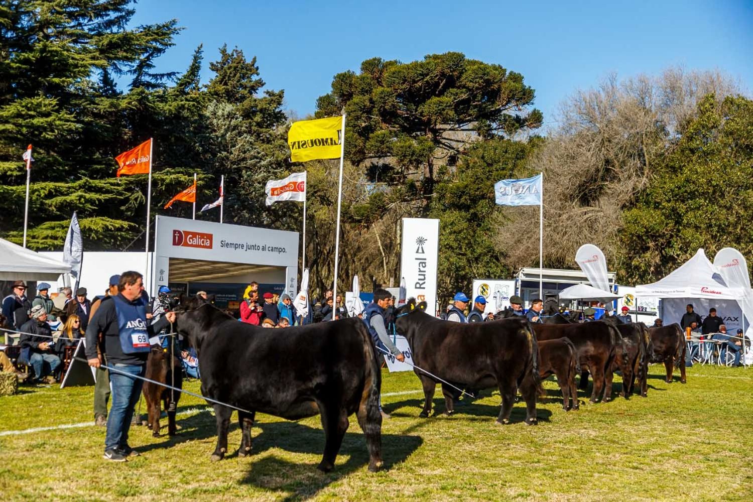 La Exposición Nacional Angus de Primavera se realizará en octubre en Tandil