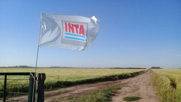 El Gobierno confirmó la motosierra en el INTA