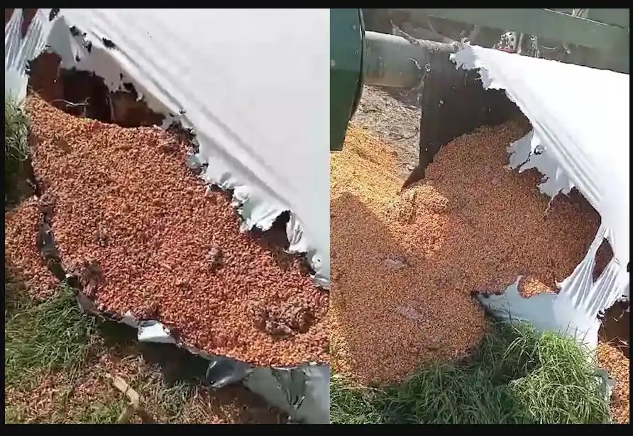 Preocupación: los jabalíes volvieron a atacar y generaron un grave daño en un campo de Gualeguay