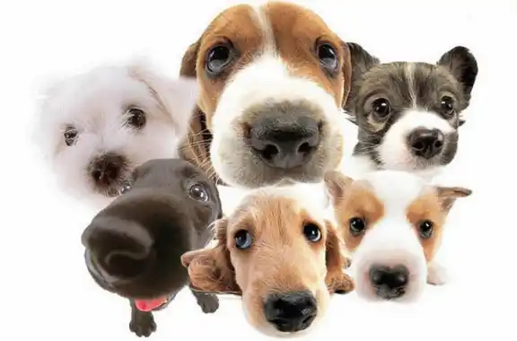 Demuestran que los perros entienden lo que hablamos