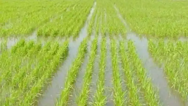 FAA alerta sobre la crítica situación del sector arrocero