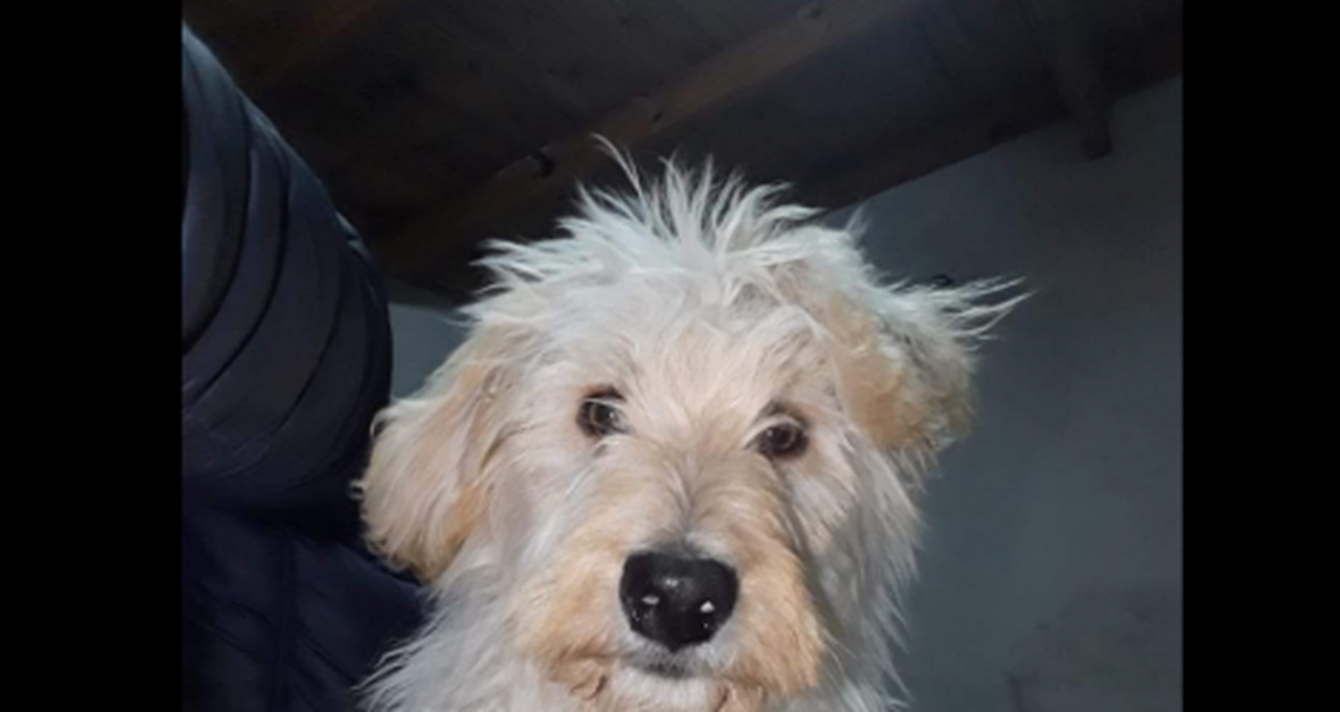 Buscan a Sam