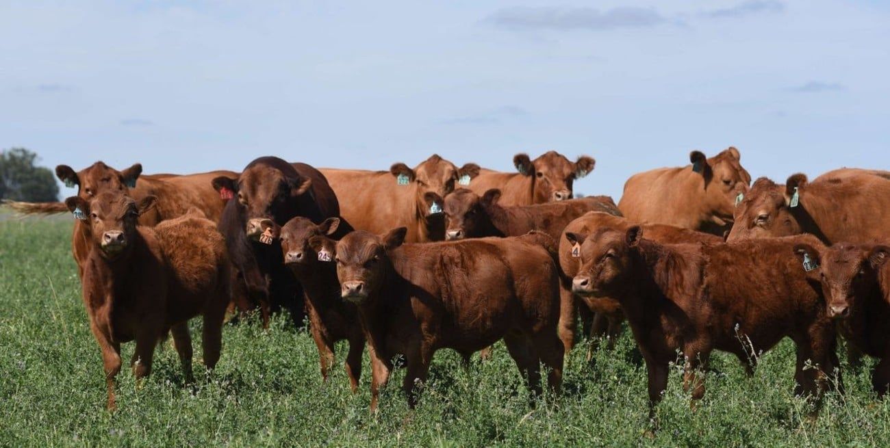 Limangus: cinco años de mediciones que consolidan el potencial productivo de la raza