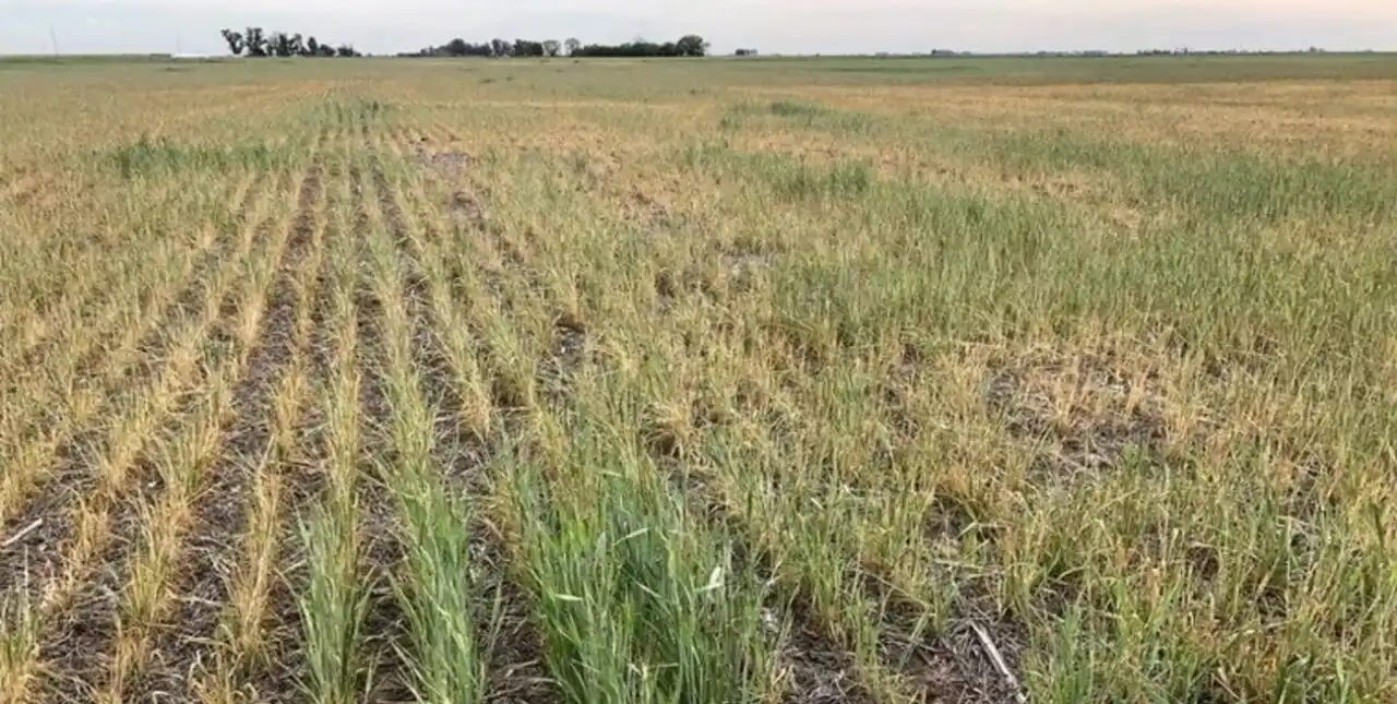 Cada 10 puntos de baja en las cosechas el Producto Bruto provincial cae un 0,7%