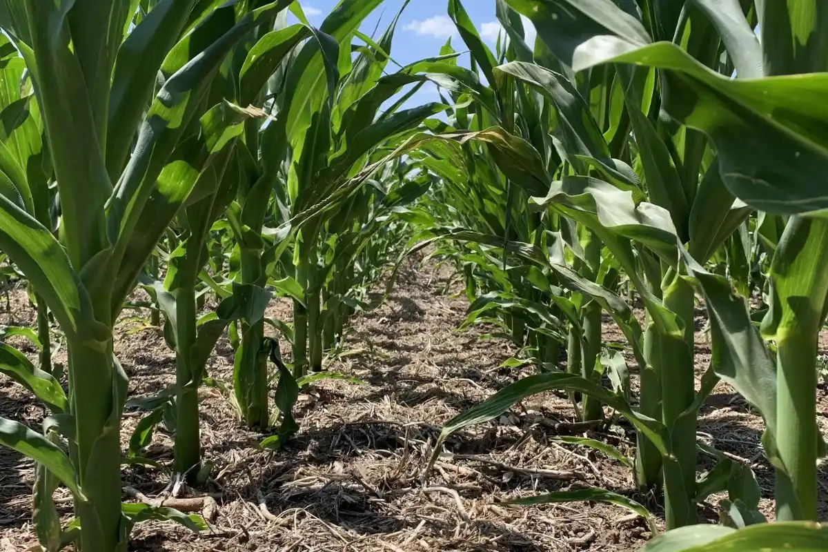 La humedad al momento de la siembra explicó gran parte del rendimiento.