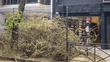Talaron un árbol nativo de décadas en el centro de Rosario y el comercio responsable podría pagar $4,8 millones