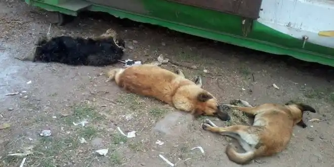 Vecinos denuncian brutal matanza de perros en San Andrés de Giles