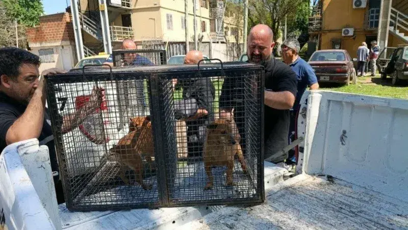 Demolieron una construcción ilegal en Rosario y rescataron a tres perros que estaban abandonados