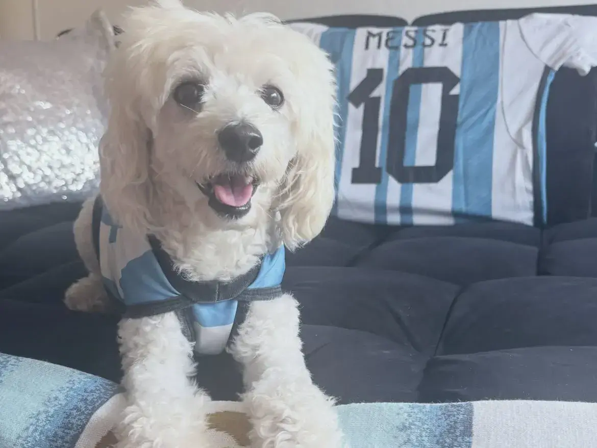 Napoleón, el caniche argentino que “canta” el Himno y se convirtió en la cábala de la Selección