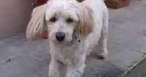 Mascota extraviada