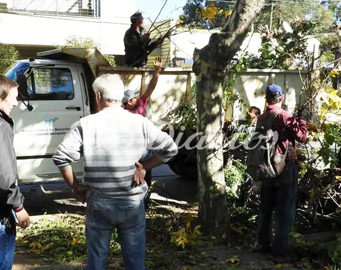 Se realizaron trabajos de poda en la Plaza Yrigoyen