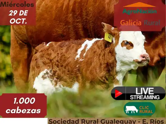 Nuevo remate de Ricardo Mendizábal: 1.000 cabezas en Gualeguay