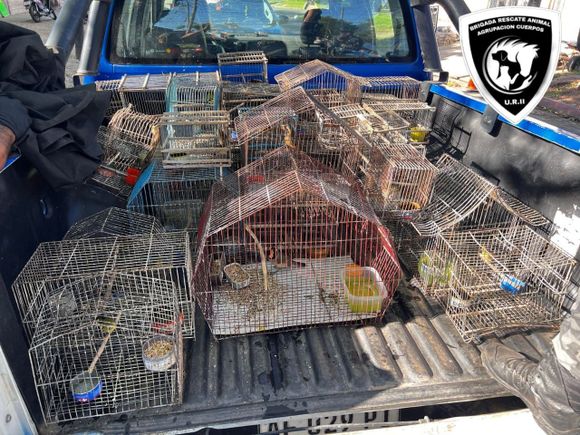 Rescataron a 32 aves enjauladas en una vivienda de zona sudoeste