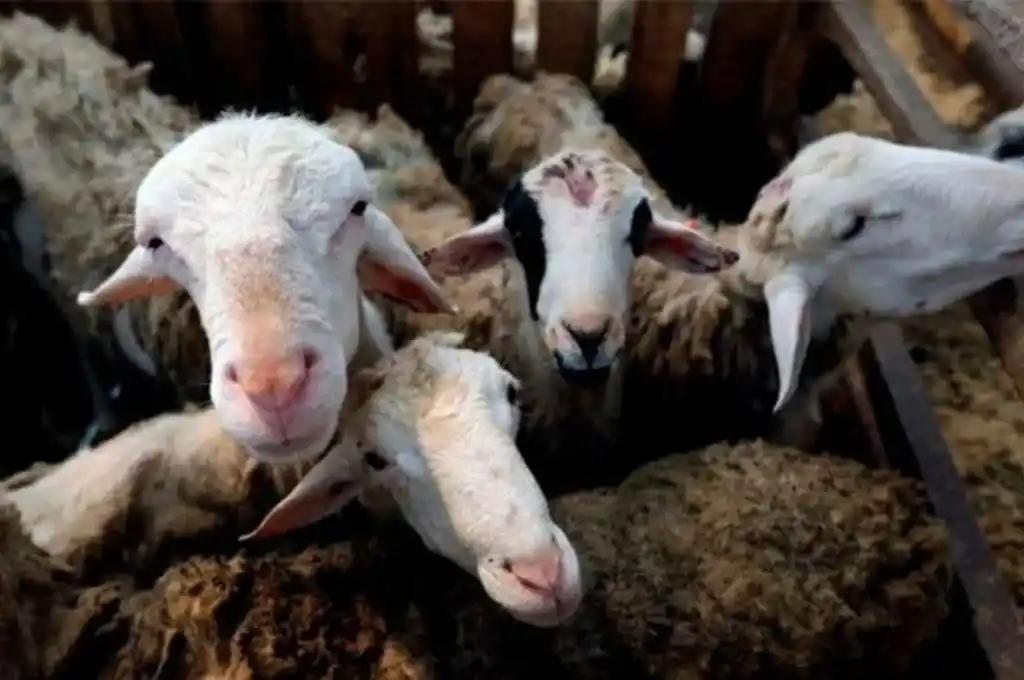 Temor por nueva enfermedad que sería transmitida por cabras