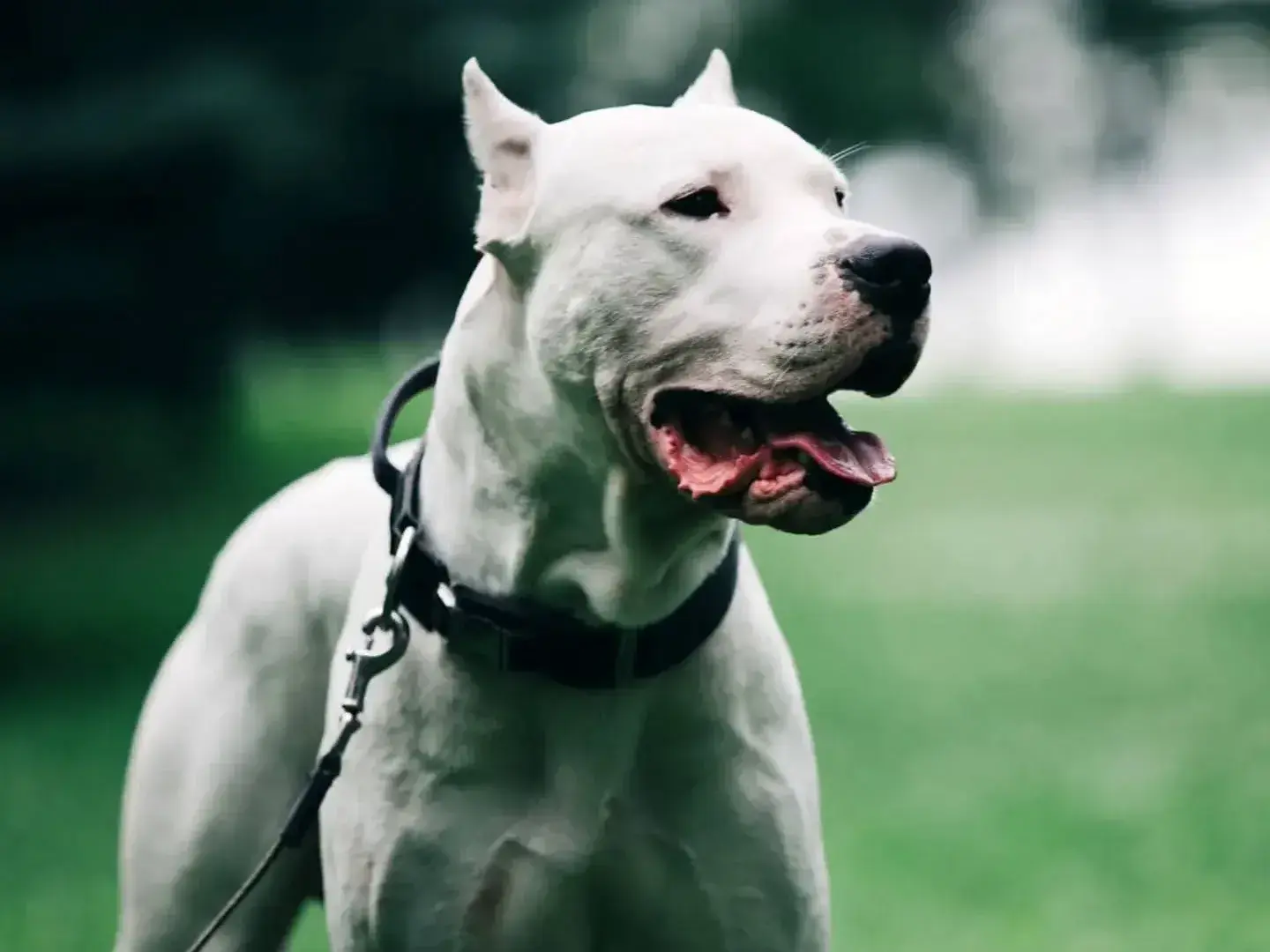 Secuestraron un dogo argentino tras una denuncia por el ataque a otro animal