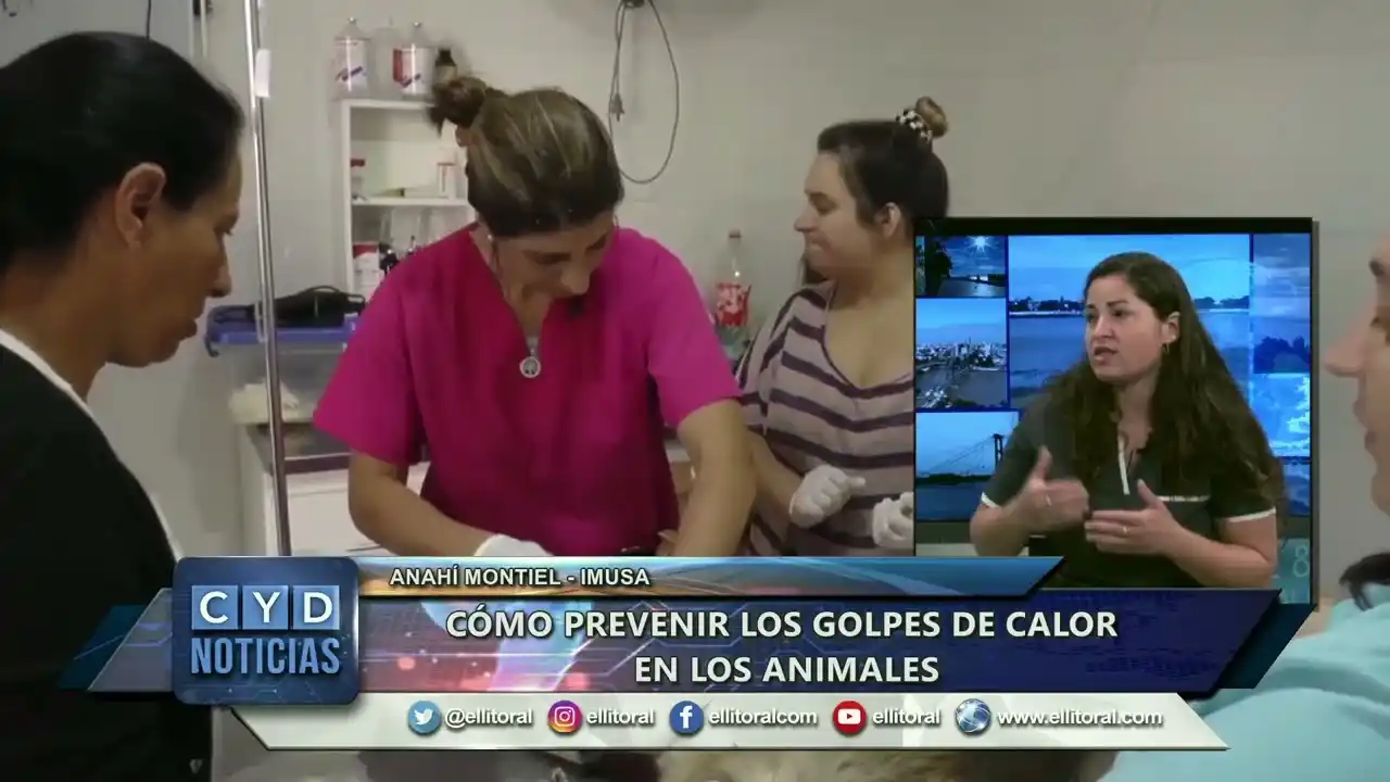 De qué manera cuidamos a nuestros animales de la pirotecnia