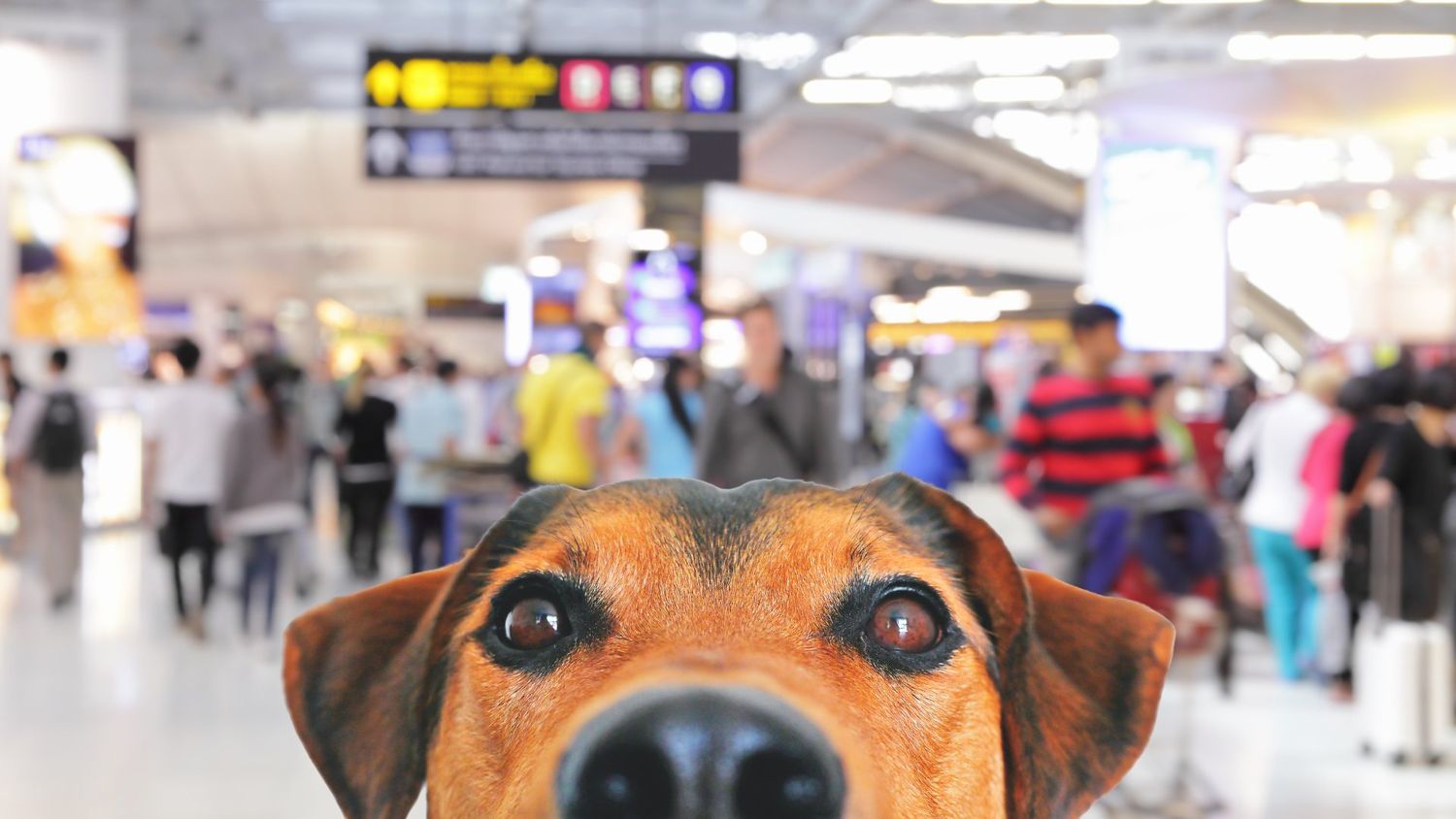 Proponen exigir por ley la instalación de baños para mascotas en aeropuertos brasileños