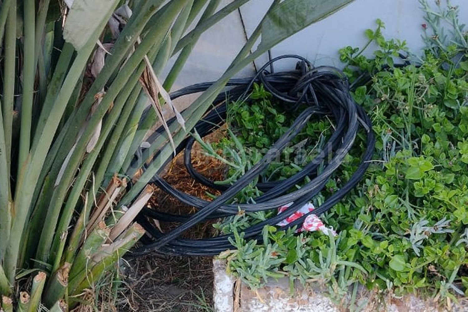 Andaba con cables que habría “cirujeado”: fue trasladado a comisaría