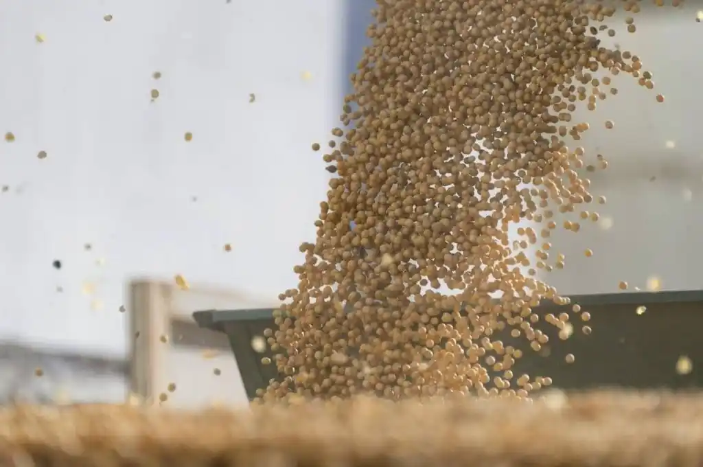 La soja cayó US$ 7 y el trigo subió US$ 10 en Rosario