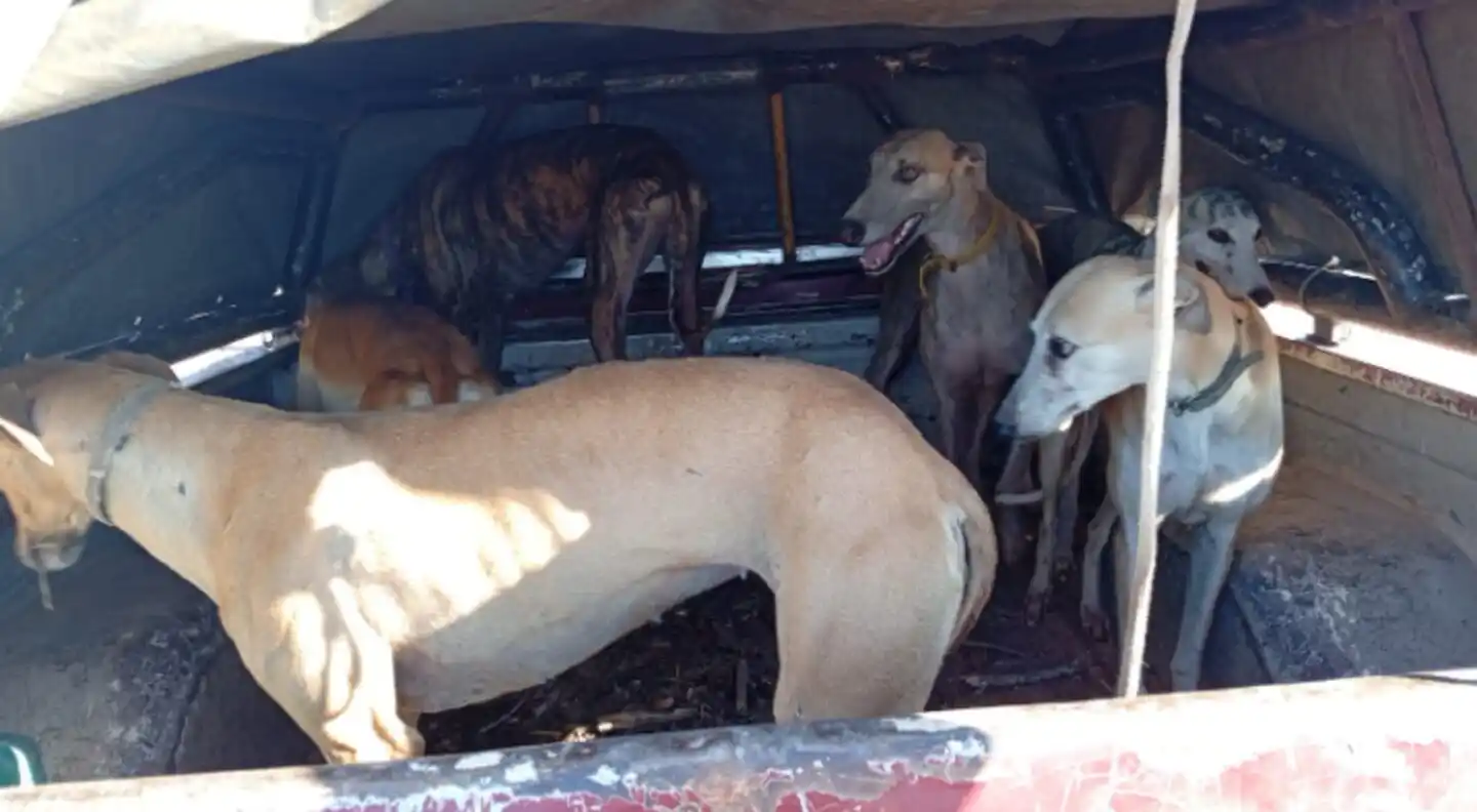 Rescataron 75 galgos usados para caza ilegal en Córdoba: hay 41 detenidos