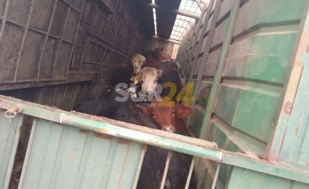 Volcó un camión con ganado y faenaron animales vivos