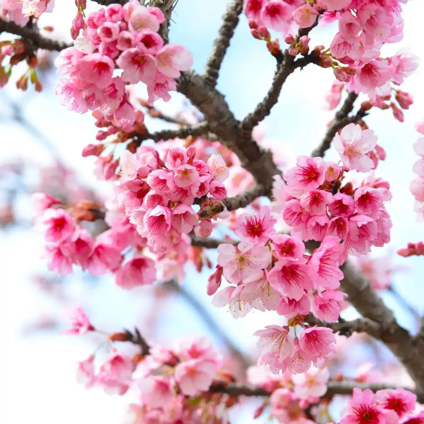 Florecieron los sakura en Chascomús: la belleza japonesa que tiñe de rosa la avenida Lastra