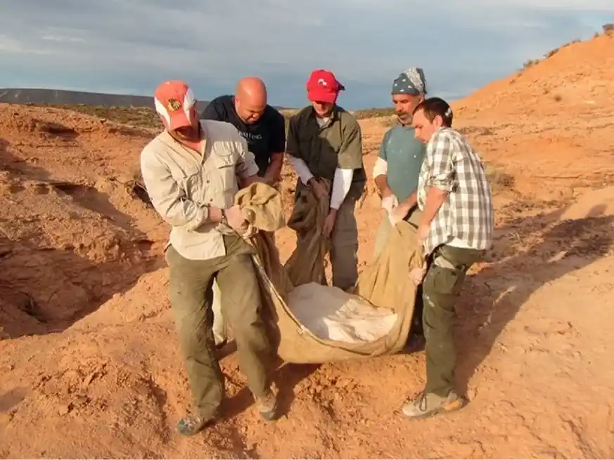 Makovicky, Apesteguia y otros miembros del equipo mueven el fósil. Foto: gentileza.