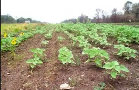 El crecimiento que presenta la siembre de Girasol, solo se ve frenado por la falta de piso