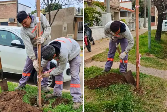 Plan de forestación 2025: comenzó la plantación de 1625 nuevos árboles