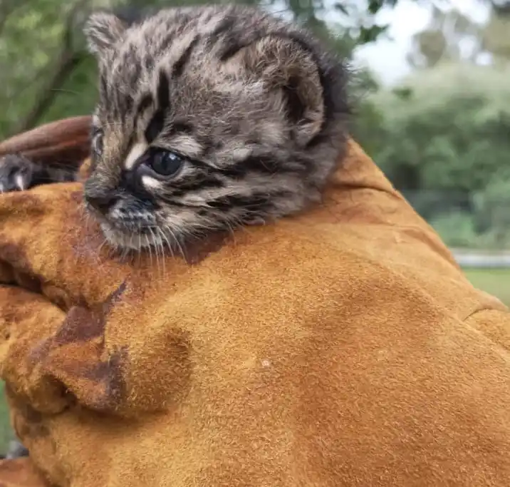 El Municipio aseveró que no retiró el apoyo al Centro de Rescate.