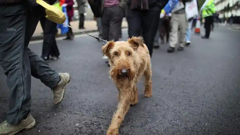 Proteccionistas marchan para pedir respuestas de parte del Estado 