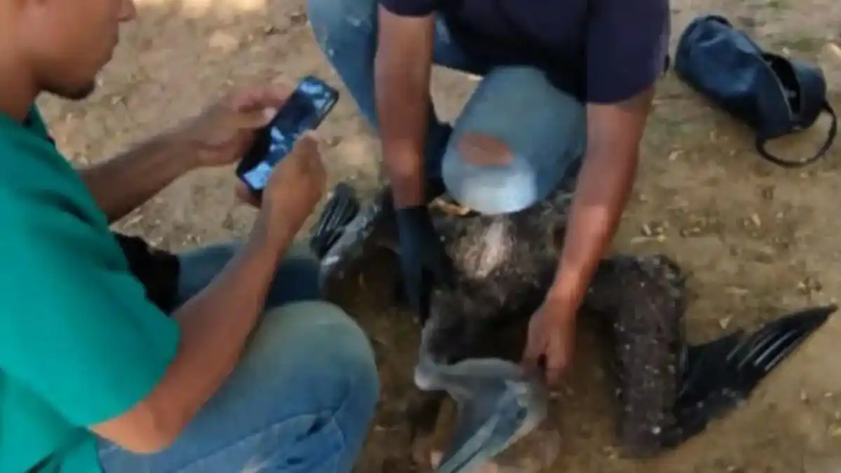 DECRETAN ALERTA SANITARIA AGRÍCOLA por influenza aviar que causa la muerte de pelícanos (+ Fotos)