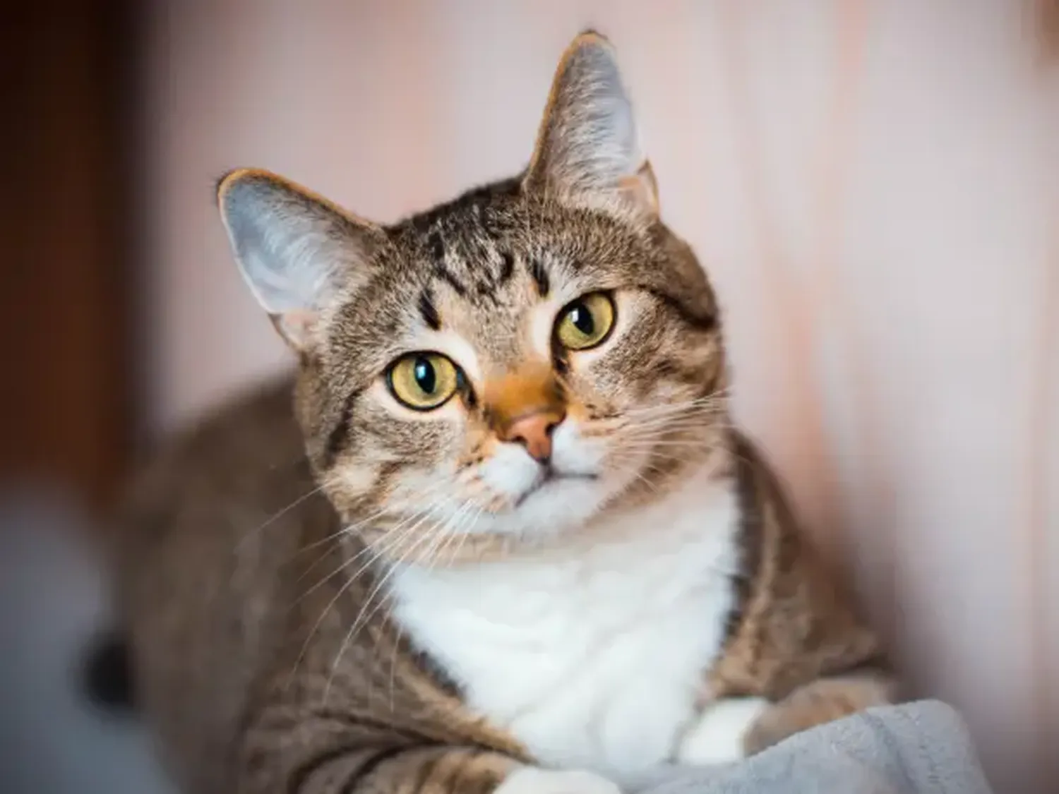 Acabó con la vida del gato de su vecina a pedradas: AHORA ESTÁ TRAS LAS REJAS