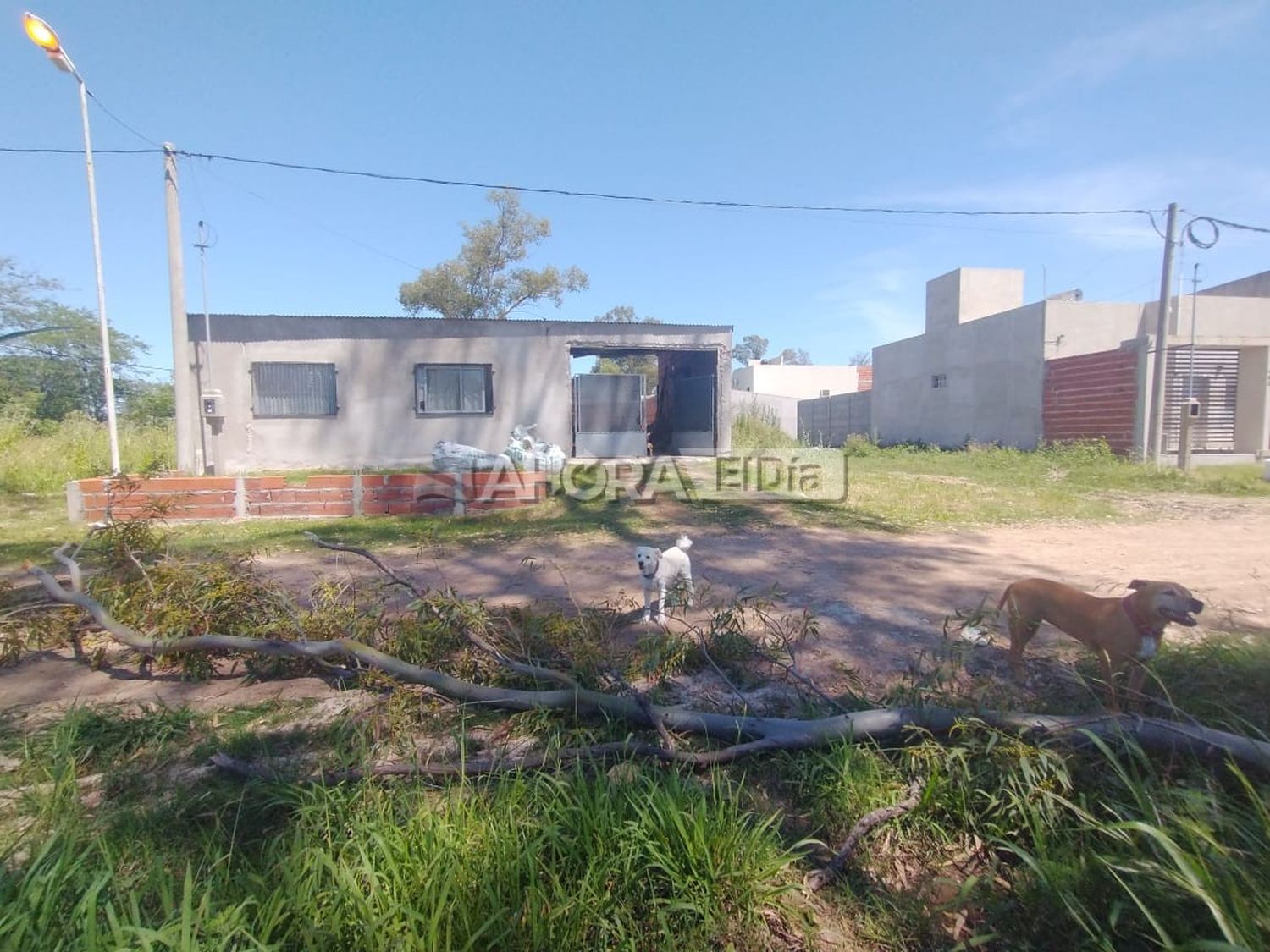 Un árbol en mal estado se vino abajo y casi le cae encima a una joven y a sus perritos