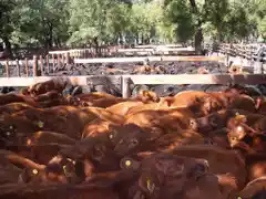 Entre Ríos : se recuperaron las categorias de hacienda en octubre